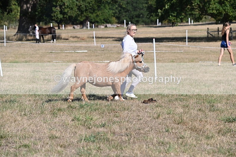 WJ6_7252 - Class 33 Rescue Pony