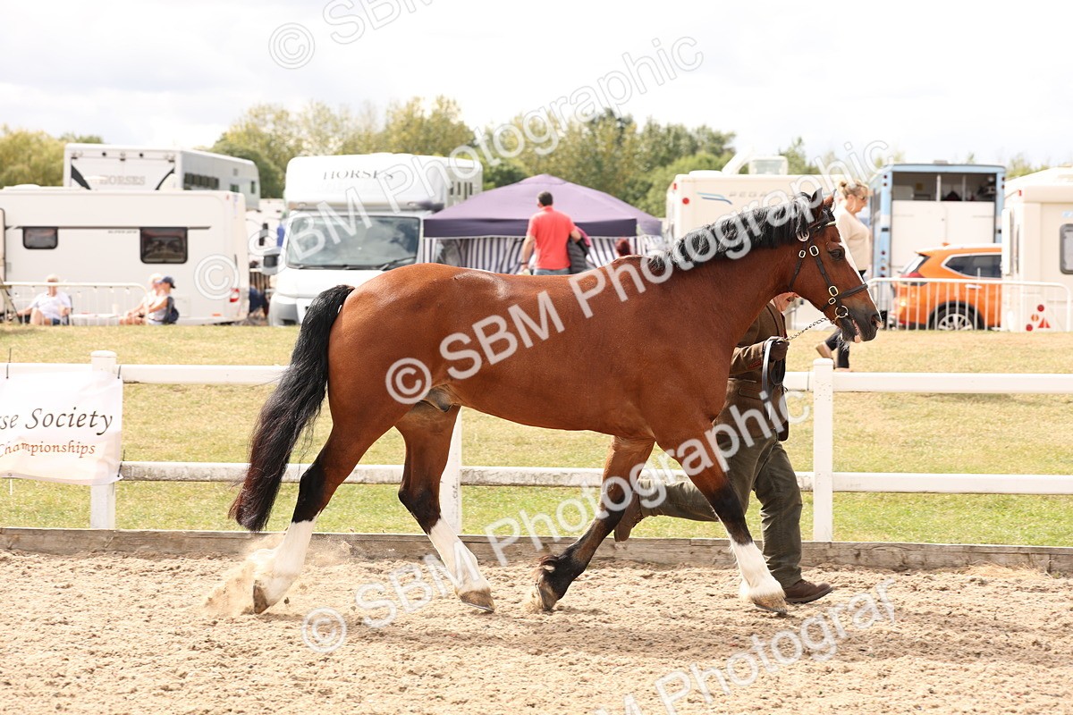 SBM_14666 - Class 208 - IH Veteran Horse