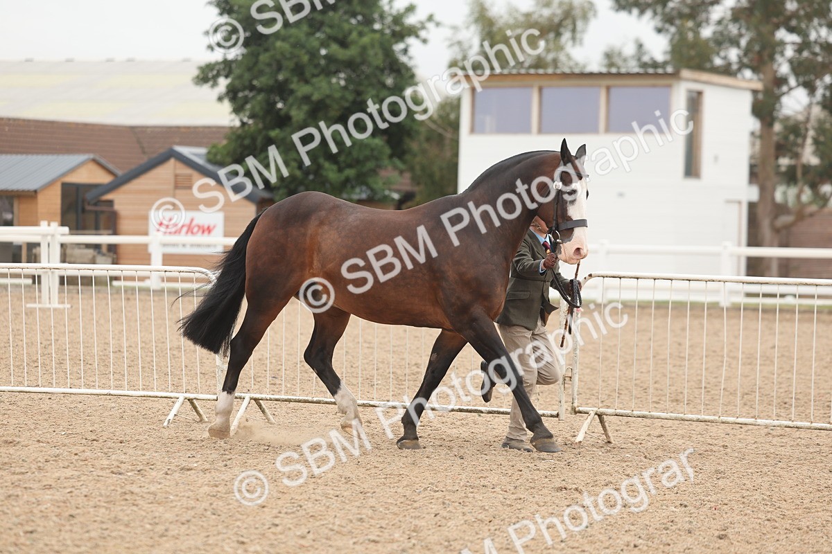 SBM_00522 - Class 13 Young Handler