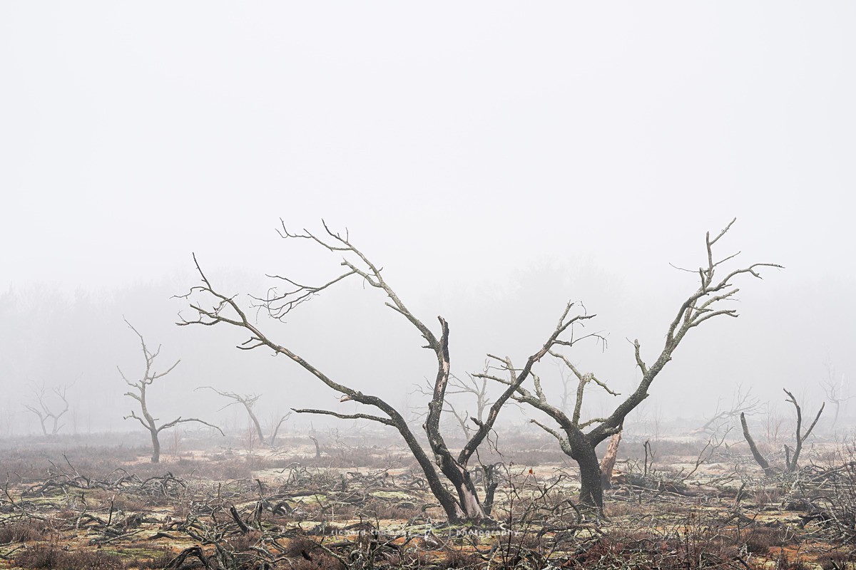  - Charred Mist
