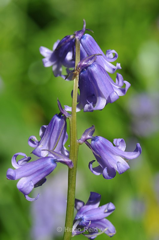  - Bluebells