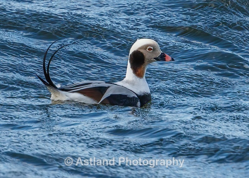 Long-tailed Duck - Latest Images