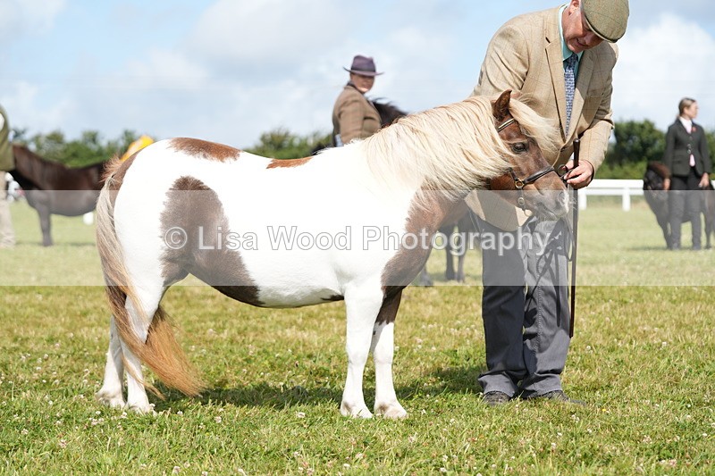 DSC05340 - Class 49: NPS Shetland 4 years and over