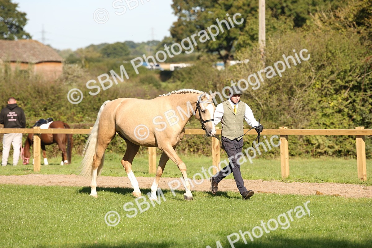 SBM_36560 - S10 - Best In Hand Horse & Pony