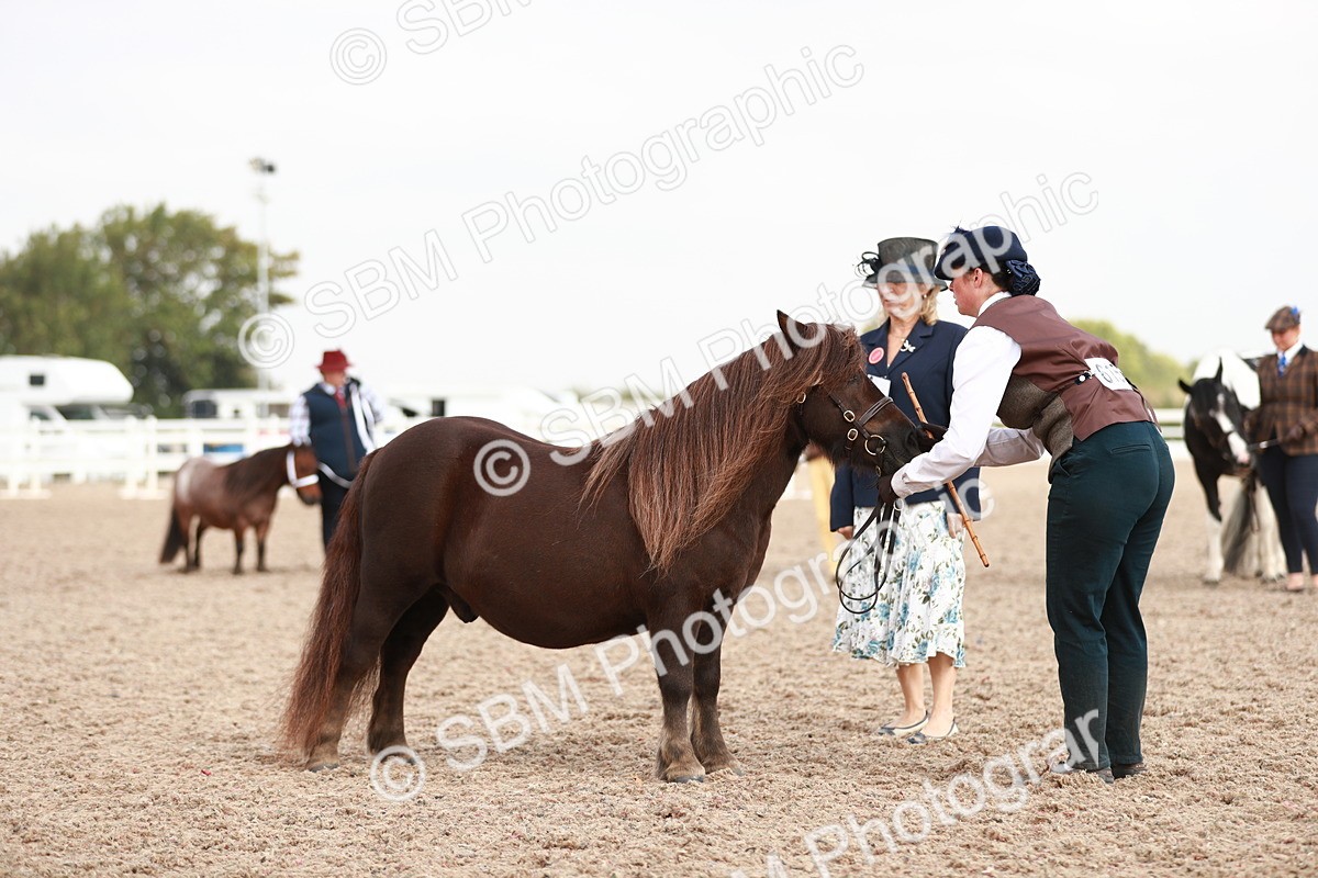 SBM_11897 - Class 206 IH Non Show Type Pony