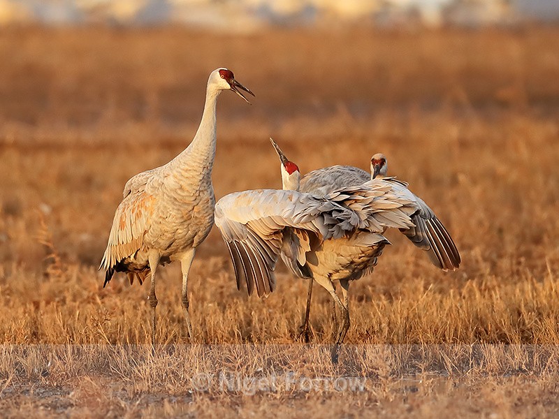 Sandhill Crane confrontation, Bosque del Apache, New Mexico - Sandhill Crane