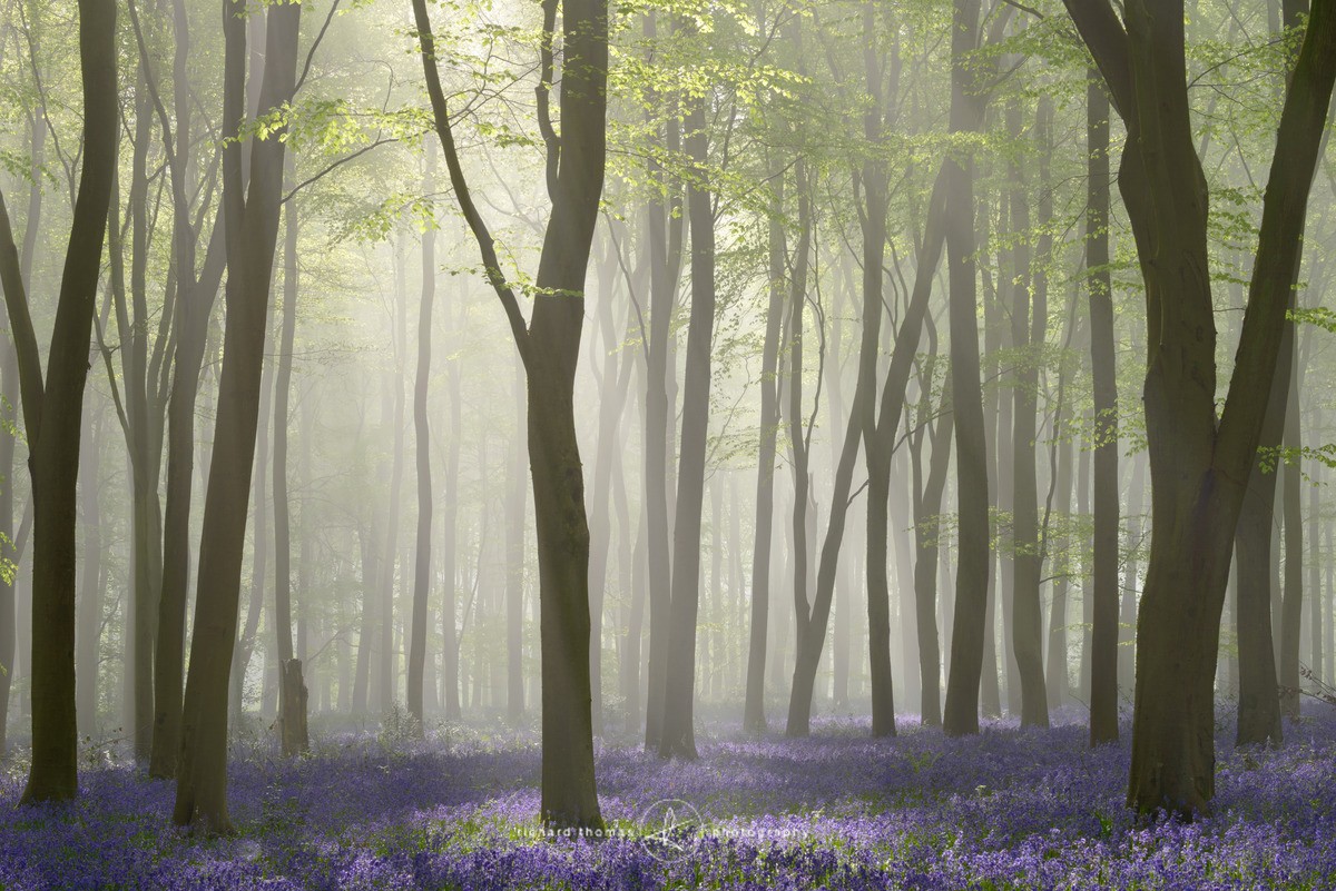 Bluebell mist breakthrough III - BlueWood
