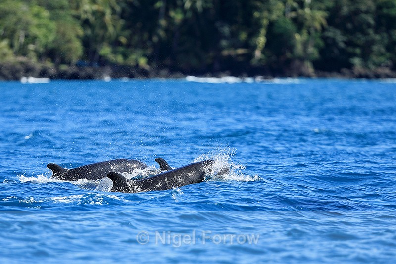 False Killer Whales, Costa Rica - Dolphin