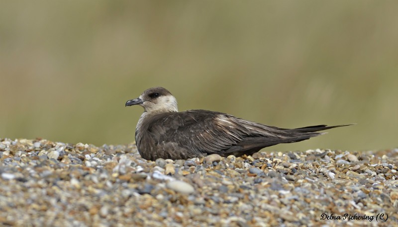 Artic Skua - Birds