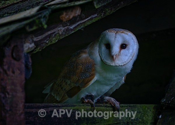 _DSC0932 - Birds of Prey Workshop
