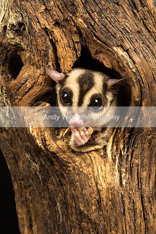 20140325-3K8A9486 - Mammals