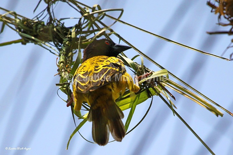 IMG_3470 Gabon - Birds