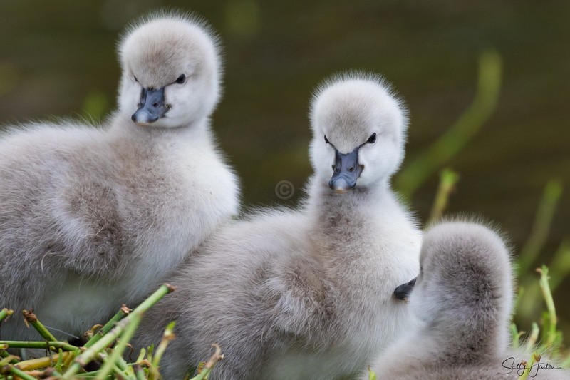 Cygnets 7