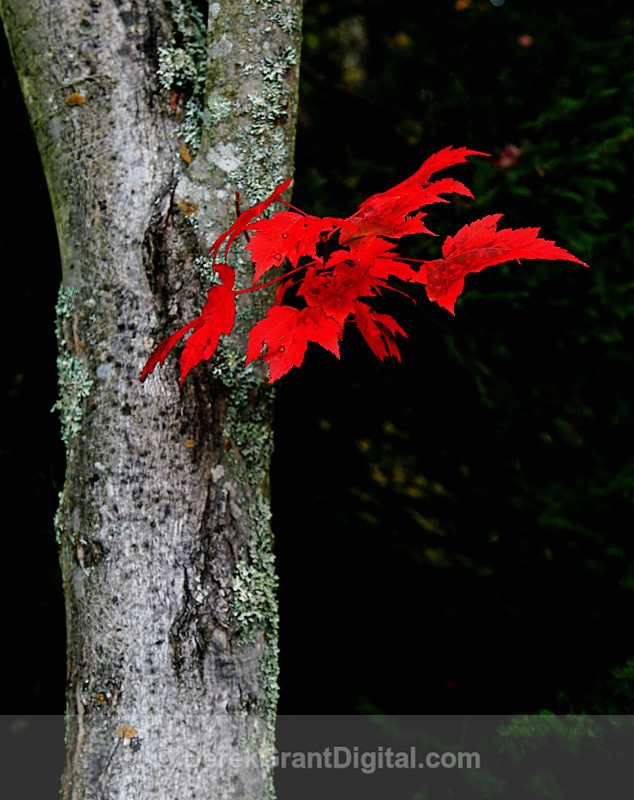 Autumn Foliage Canada - Autumn Foliage