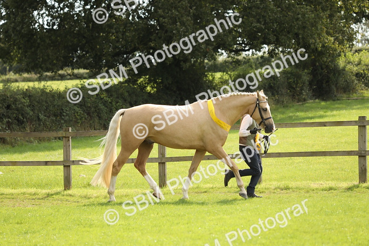 SBM_66245 - In Hand Pony & Youngstock Supreme Championship
