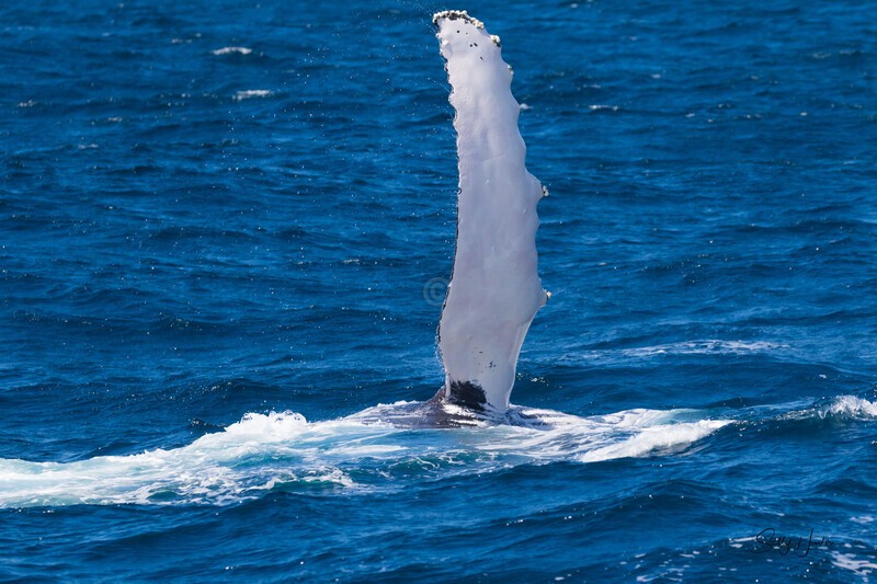 Pectal Wave 2 0A3A3801 - Humpback Whales