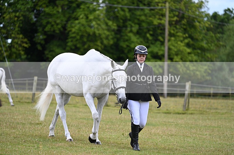 WJ7_6940 - Class 5a Most Handsome Gelding in Hand