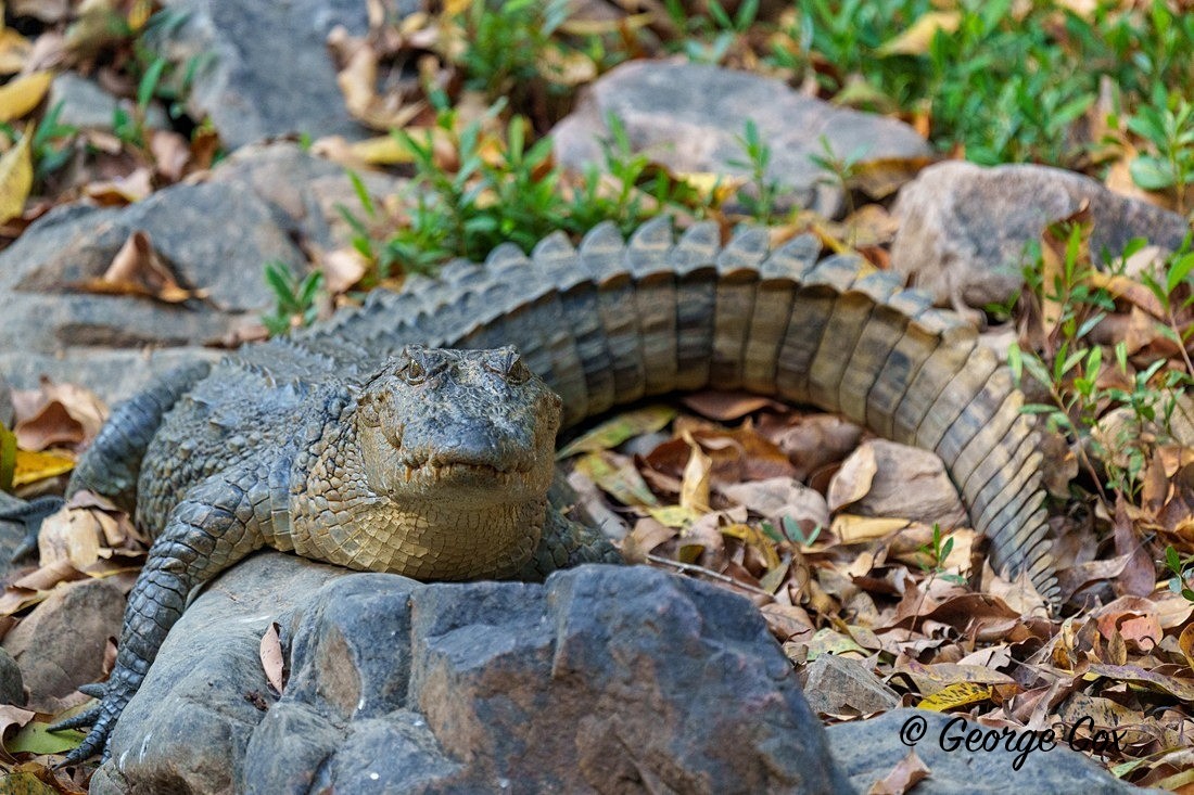 Mugger Crocodile - India