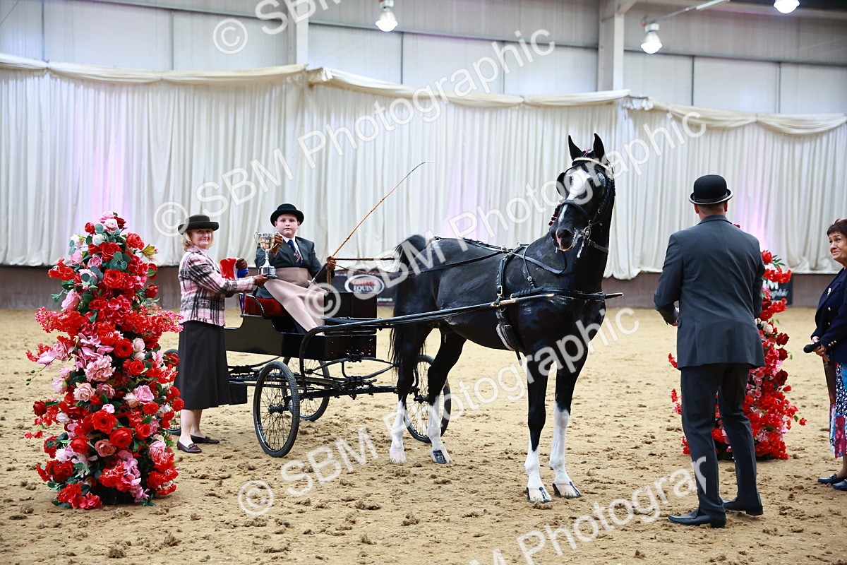 0B8A3921 - Class 13  - HHS Championship Intl Hackney Horse to a Show Wagon