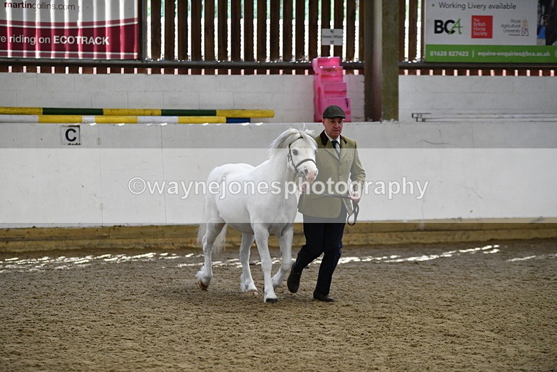 WJ5_5335 - Class 4 In hand M&M - small breeds