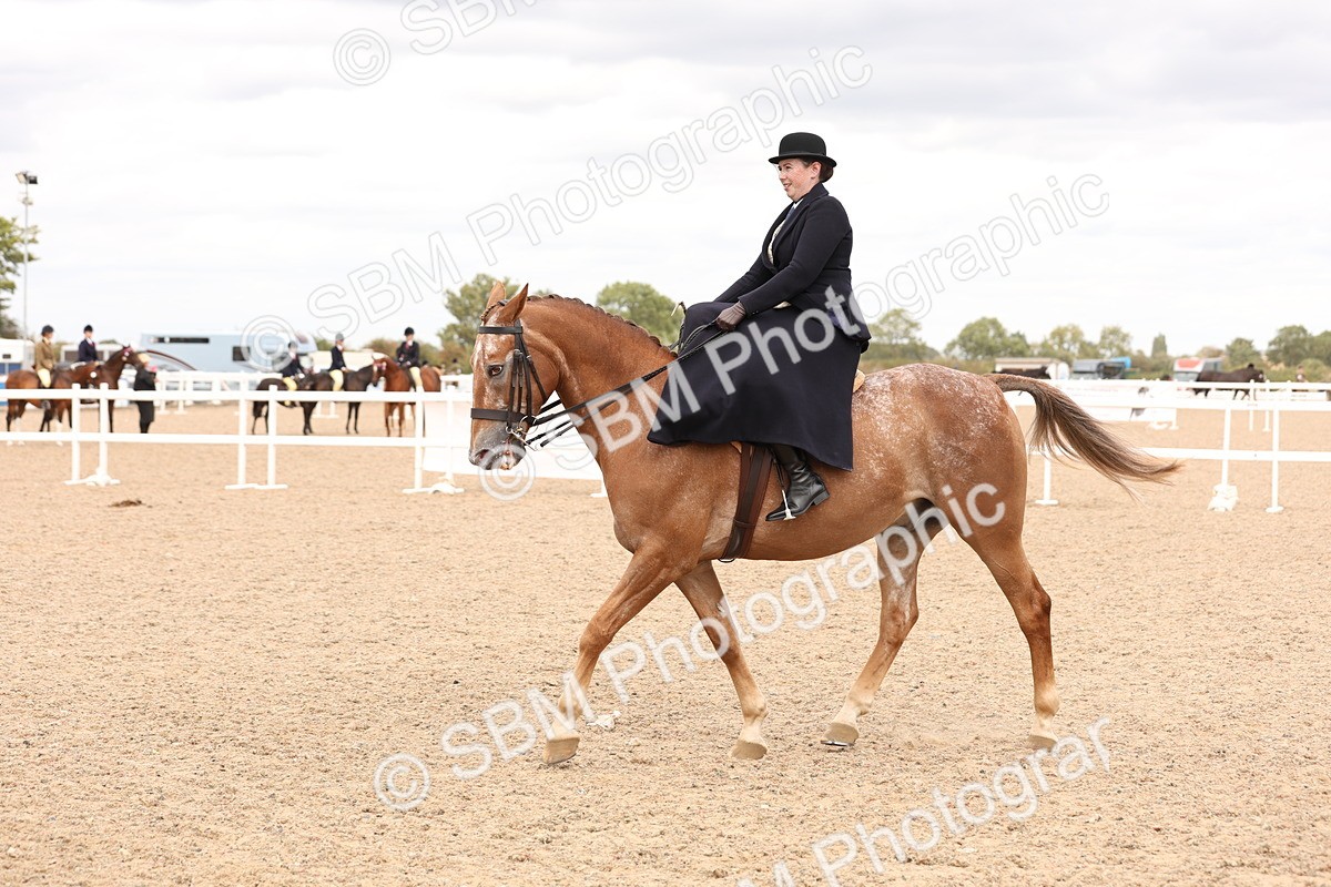 SBM_16417 - Class 211 - Best Side Saddle Horse - Pony