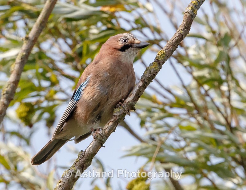 Astland Photography, Bird and Wildlife Images, Susan and Peter Wilson, U.K.
