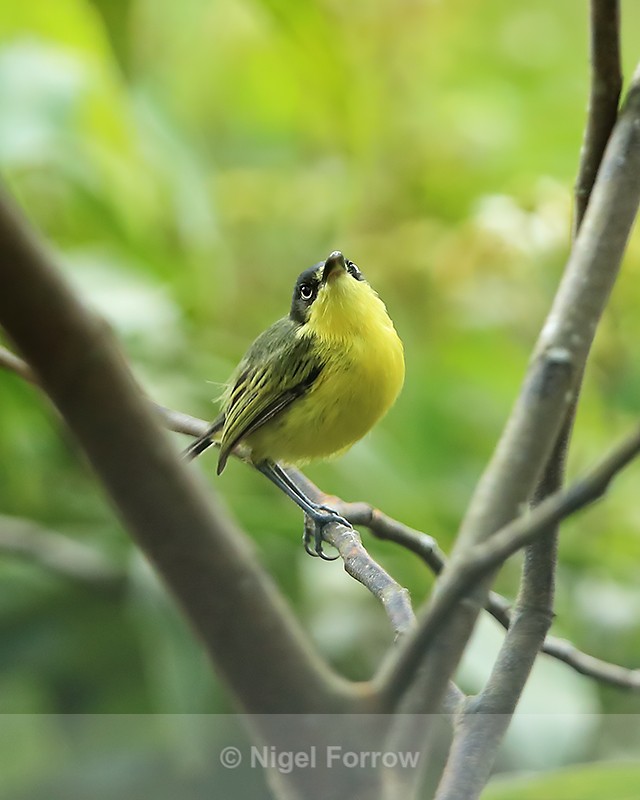 Common Tody-Flycatcher perched, Panama - Common Tody-Flycatcher