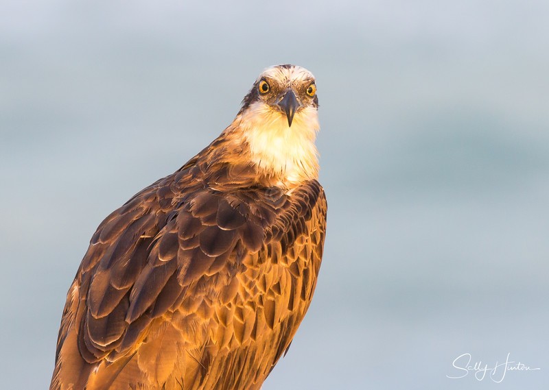 Osprey Golden 3