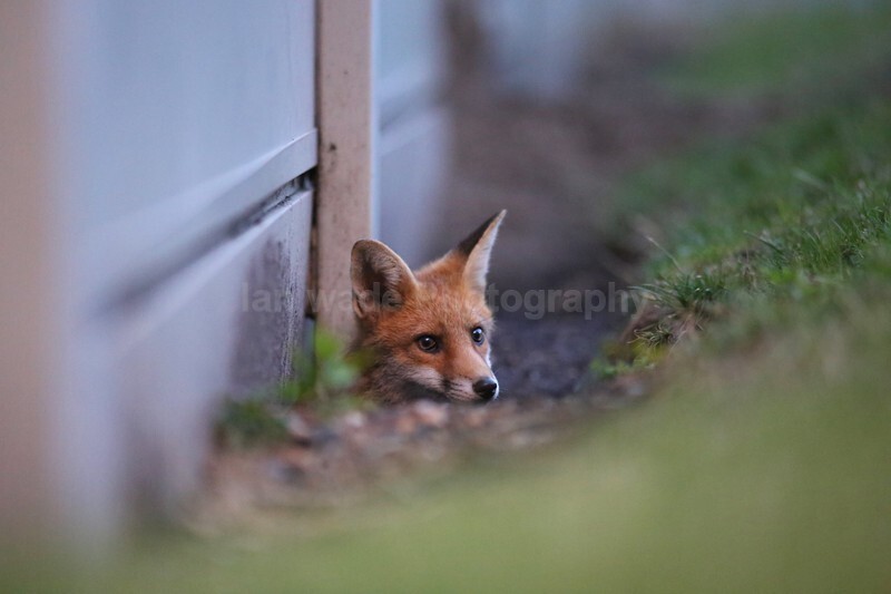  - Bristol Urban fox - foxes in family group