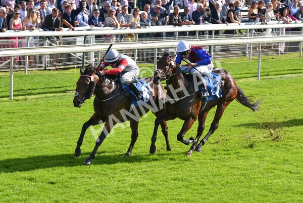 yr08102021r1-23 - Race 1 2.05pm Parsonage Hotel and Cloisters Spa Nursery Handicap
