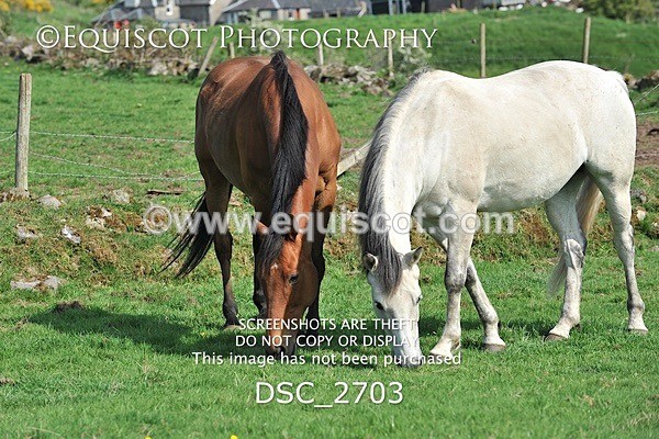 DSC_2703 - ARCHIVE REQUEST - Quincy and Guinness