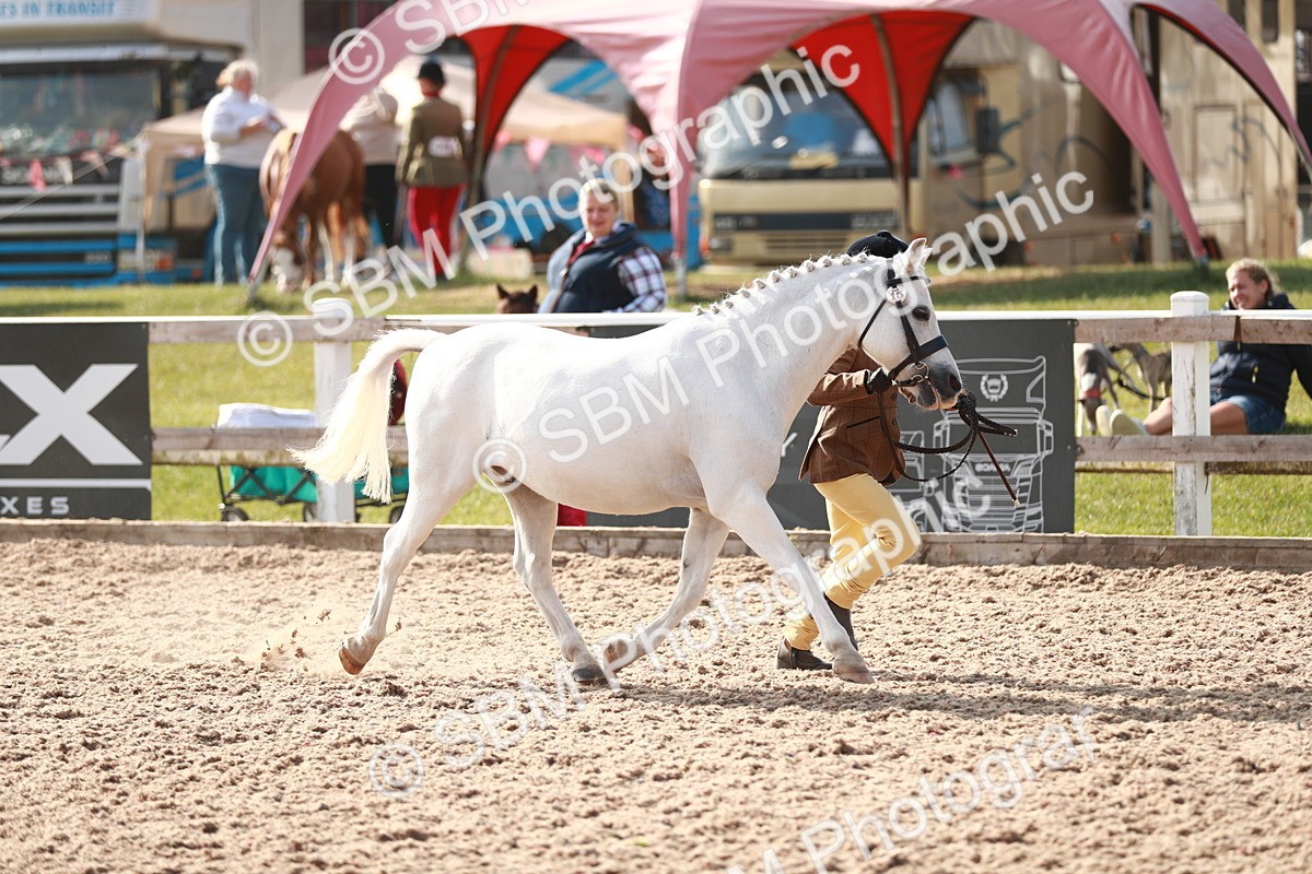 SBM_11057 - Class 205 IH Show Pony/ Show Hunter Pony