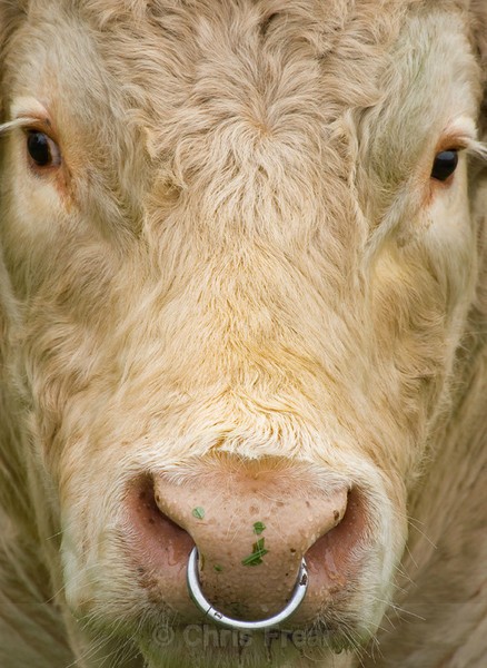 Frear-Bull - For T&C