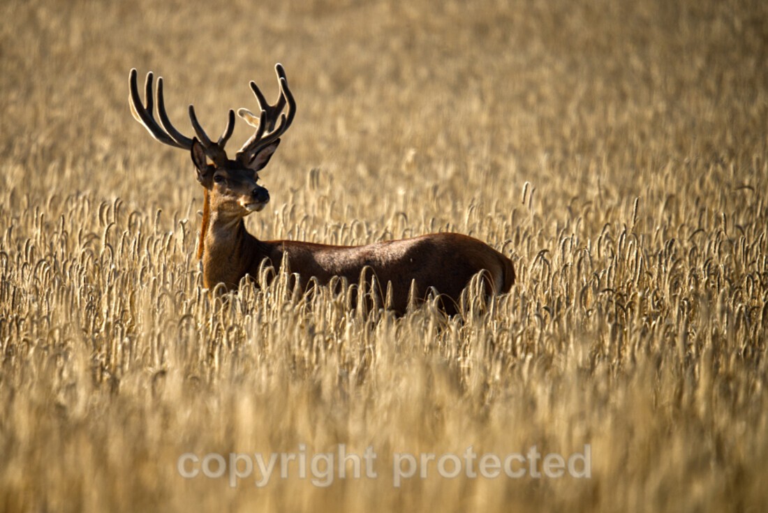 Red Deer - Farmland - Suffolk - Mammals