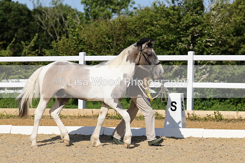 1X9A0718 - Class 3: Youngstock 1, 2, 3 year old not to exceed 153cm