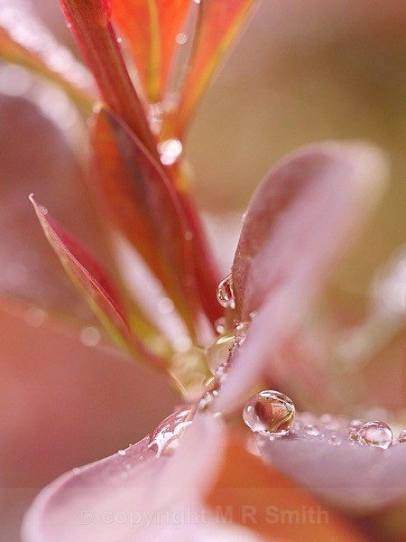 Berberis After Rain (2) - MACRO & CLOSE UPS