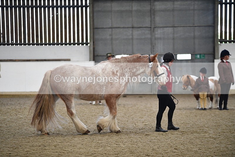 WJ5_4747 - Class 7 In hand coloured / odd coloured