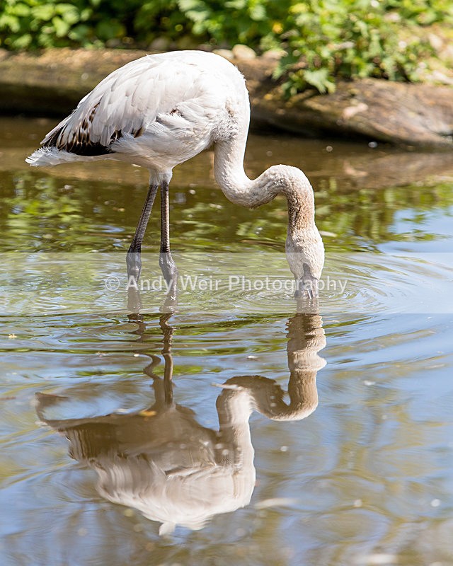 20140419-3K8A0325 - Captive Birds