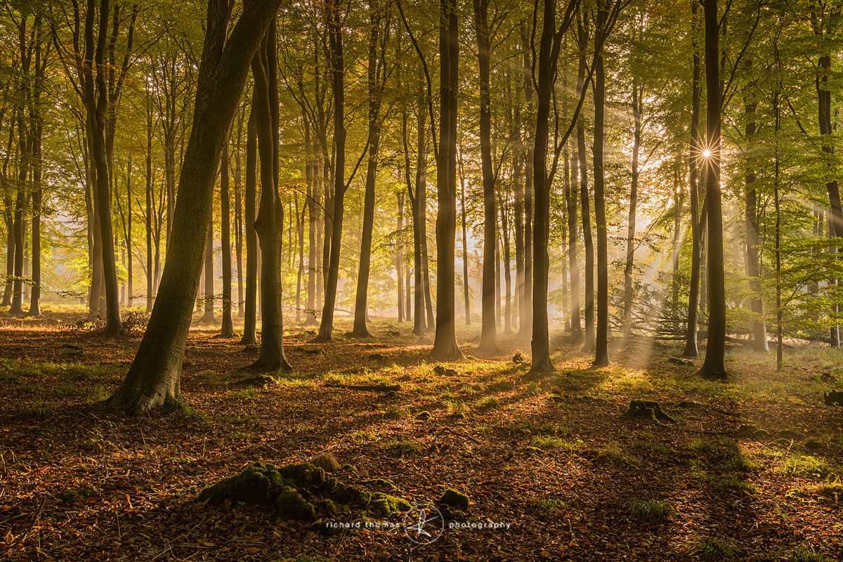 Canopy sunburst - Woodland