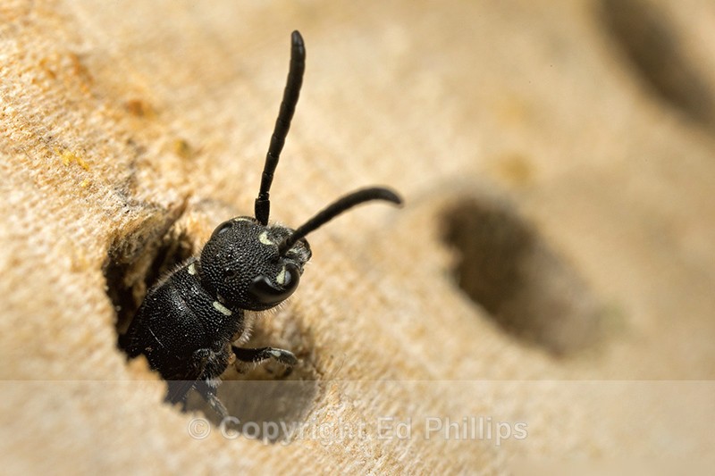 Sapyga quinquepunctata (f) - Sapyga quinquepunctata