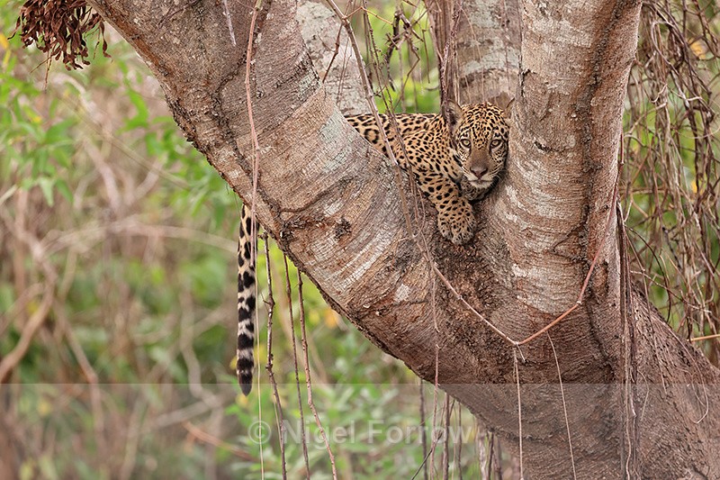 Jaguar cub resting in tree, Corixo Negro, Mato Grosso, Brazil - Jaguar