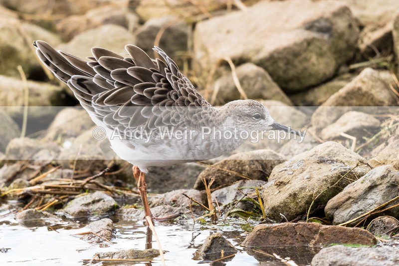 20161023-8E0A2559 - Ruff