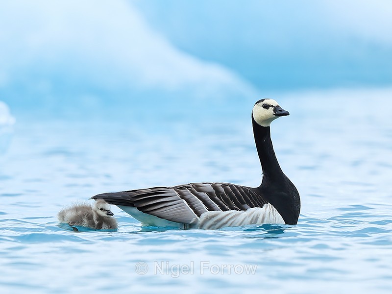 Barnacle Goose & gosling, Jokulsarlon, Iceland - Barnacle Goose
