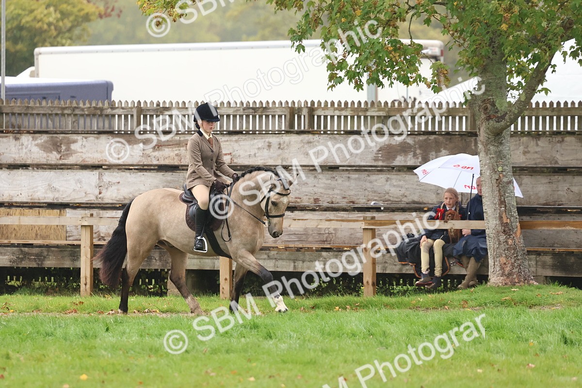 SBM_73057 - S63 Show Pony & Show Hunter Pony Ridden