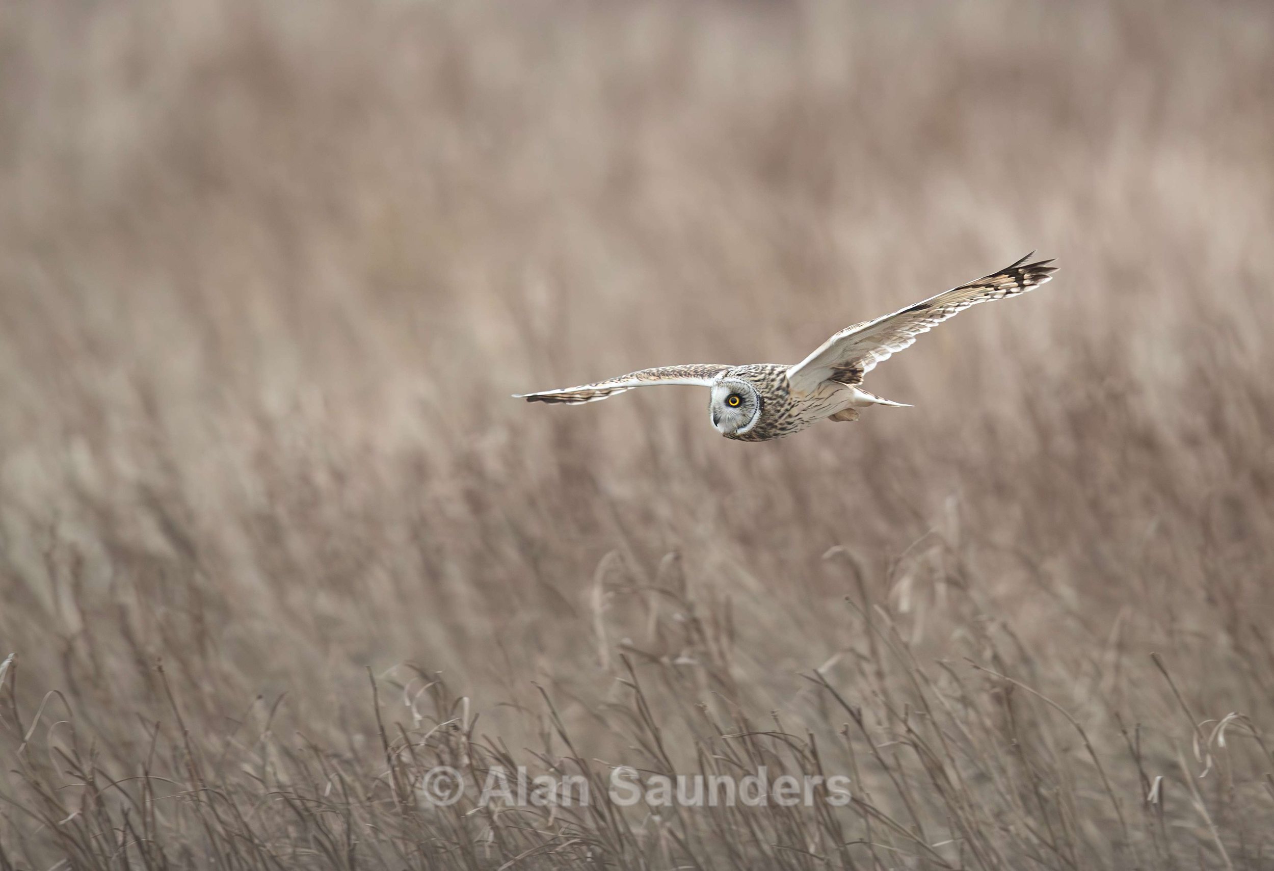 Short Eared Owl
