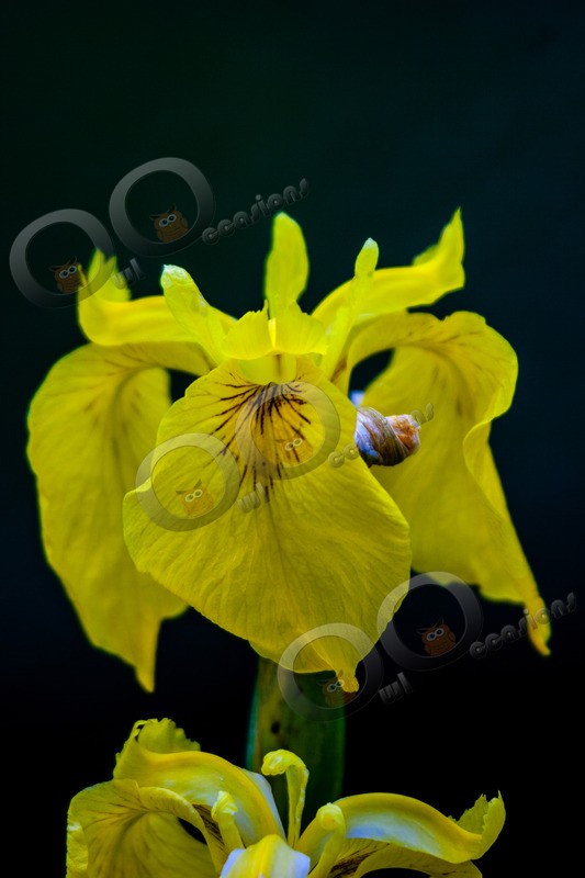 yellow flag iris Iris pseudacorus-2 - Plants and trees