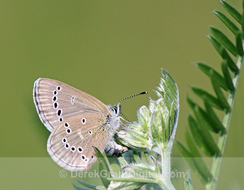 Silvery Blue - 2 - Butterflies & Moths of Atlantic Canada