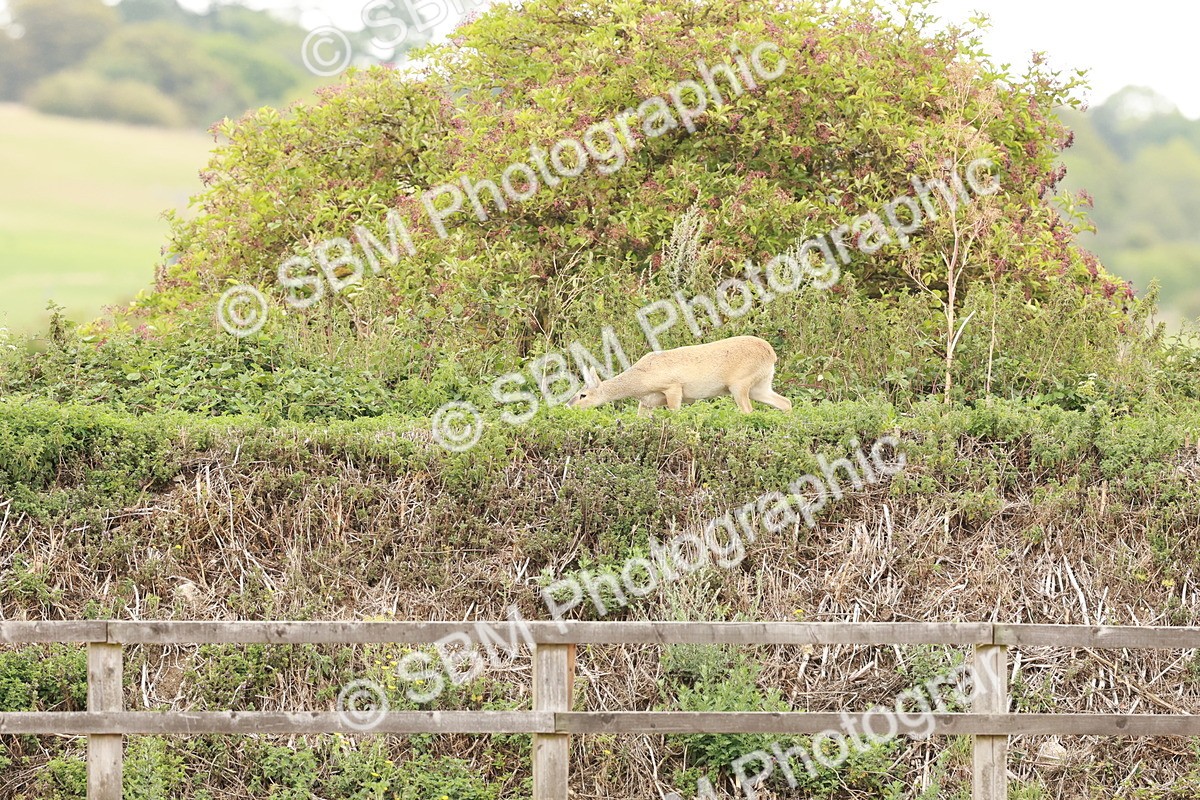 SBM_001135 - Prelim 2