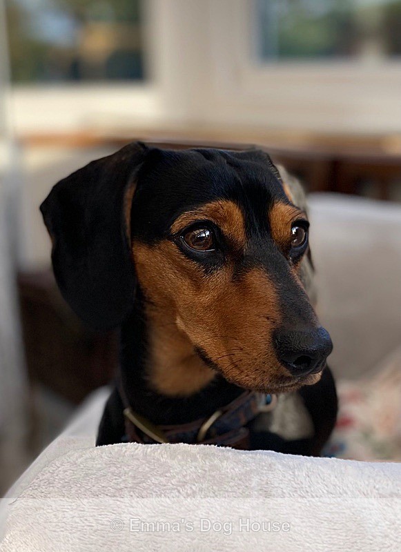  - Pawtraits