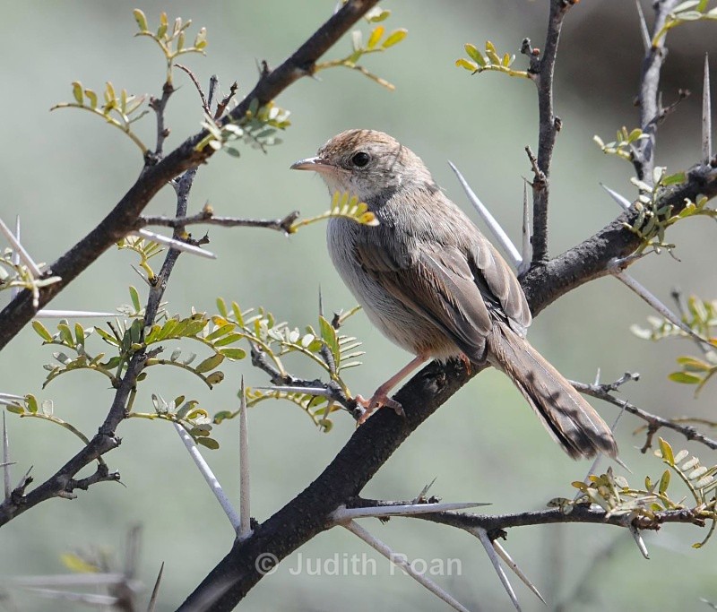 Gray-backed Cisticola - South Africa Birds and Mammals